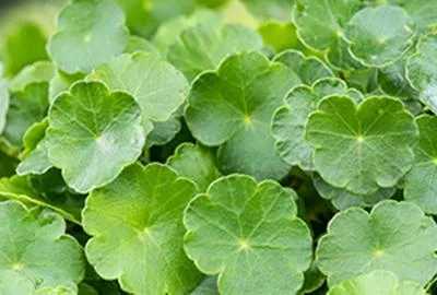 Obrázek produktu pro 6 x Hydrocotyle vulgaris - Penízovka obecná - květináč 9 x 9 cm