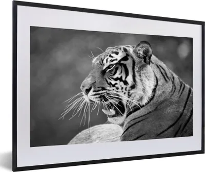 Produktbild von MuchoWow® MuchoWow® Gerahmtes Poster Tiger - Wild - Schwarz - Weiß 60x40 cm - Poster mit zchwarzem Bilderrahmen - Schlafzimmer - Plakat in Rahmen - Drucken