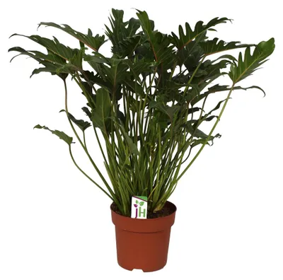 Obrázek produktu pro Filodendron Xanadu v kvetináci 21cm, celková výška cca 65cm