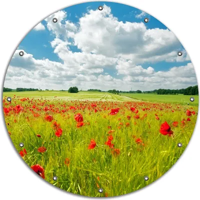 Produktbild von Wallario rundes Outdoor-Poster für Garten oder Balkon, Motiv Grüne Wiese mit Mohnblumen, 90 cm Durchmesser