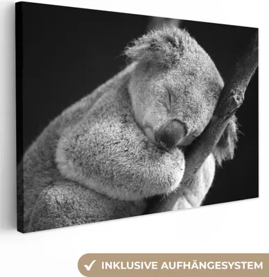 Obrázok produktu pre MuchoWow® - Plátno - Spiaca koala na čiernom pozadí, nástenná maľba, nástenné dekorácie, obrazy do obývačky, 60x40cm