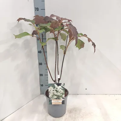 Zdjęcie produktu dla Hydrangea quercifolia 'Black Porch' – hortensja | 50–60 cm w doniczce
