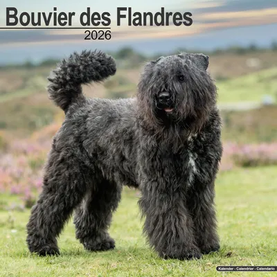 Zdjęcie produktu dla Bouvier Des Flandres Euro – Język: angielski