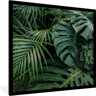 Produktbild von MuchoWow® Gerahmtes Poster Pflanzen - Dschungel - Blätter - Tropisch 40x40 cm - Poster mit Schwarzem Bilderrahmen Wandposter Rahmen Foto Bilder - Mit Rahmen - Wanddekoration Schlafzimmer