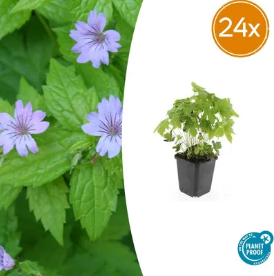 Produktbild von Geranium nodosum - Bodendecker - Winterhart - Pflegeleicht - Für schattige Standorte - 24 Pflanzen - Höhe 10-25 cm - Ø 9 cm