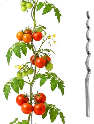 Produktbild von Relaxdays Tomaten Spiralstab, 10er Set, Höhe: 170 cm, Ø 5 mm, verzinktes Metall, Tomatenstäbe, Tomatenrankhilfe, silber