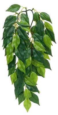 Produktbild von Exo Terra Fikus, hängende Regenwaldpflanze aus Seide, mittel, Länge 41cm