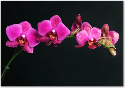 Produktbild von Tulup® Glas-Bild - 100 x 70 - Wandbild aus Glas - Wandkunst - Wandbild hinter gehärtetem Sicherheitsglas - Blumen & Pflanzen - Orchidee - Rosa
