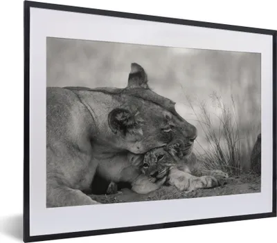 Produktbild von MuchoWow® MuchoWow® Gerahmtes Poster Löwin - Jungtier - Schwarz 40x30 cm - Poster mit zchwarzem Bilderrahmen - Bilderrahmen - Poster im Rahmen