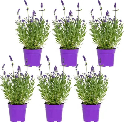 Produktbild von Bloomique - 6er-Set - Lavandula Angustifolia - Lavendelpflanze - Gartenpflanzen - Winterhart - 15-20 cm Hoch - Topf 10,5 cm