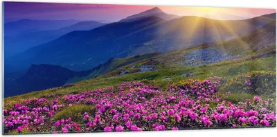 Produktbild von Bilder auf glas - Wiese Berge Landschaft - 120x50cm - Glasbilder - Wandbilder - Kunstdruck - zum Aufhängen bereit - Wanddekoration aus Glas - Glas Bilder - Wandbild auf Glas - GAB120x50-2676
