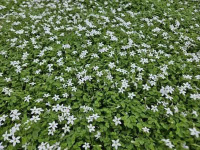Obrázek produktu pro Isotoma fluviatilis 'Alba' – půdopokryvná rostlina, 48 kusů, průměr 9 cm, výška 10–25 cm, bílé květy