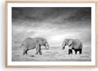 Produktbild von Gerahmtes Poster - Rahmen in heller Eiche - Elefanten Schwarzweiß Safari - 70x50 cm - Wand Bild - Wanddeko - Wandbilder - Wandposter - Bilderrahmen - Bilder - Kunstdruck - Wandbild - P2NAA70x50-4186