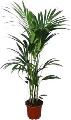 Obrázek produktu pro Kentia – palma (Howea forsteriana) – pokojová rostlina – průměr 22 cm – výška 120 cm – čistí vzduch a je nenáročná na péči