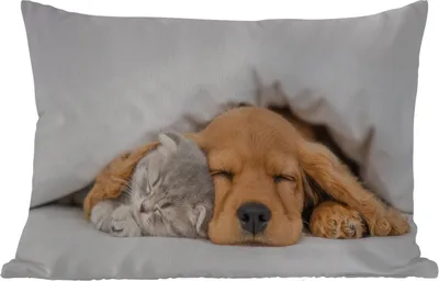 Produktbild von MuchoWow® Outdoor Kissen - Haustiere - Hund - Katze - Decke - 60x40 cm - Wetterfest - Lounge Kissen - Zierkissen - Kissen für Innenräume