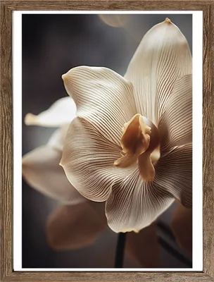 Produktbild von Wandbild - Beige - Braun - Weiß - 40 x 50 cm - Orchidee