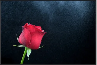 Produktbild von Wallario Wandbild Rose vor dunklem Hintergrund, Größe: 61 x 91,50 cm, Poster mit schwarzem Aluminiumrahmen
