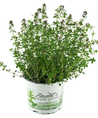 Produktbild von Enseleits Zitronen-Thymian Pflanze, Zitronenthymian, Thymus citriodorus, Marktfrische Pflanze