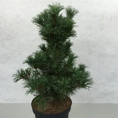 Immagine prodotto di Pinus parviflora 'Bonsai' - Pino giapponese | 50-60 cm in vaso