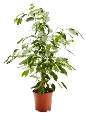 Produktbild von Birkenfeige (Ficus Benjamina Exotica) - Luftreinigende Pflanze - Topf-Ø ca. 17cm, Höhe mit Topf ca. 70cm - Zimmerpflanze in gärtnerischer Qualität - Sicherer Pflanzenversand - Deutsche Gärtnerei