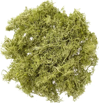 Produktbild von Deko-Islandmoos Naturgrün 30g