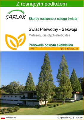 Produktbild von SAFLAX - Świat Pierwotny - Sekwoja - 60 Nasiona - Z podłożem uprawowym wolnym od zarazków - Metasequoia glyptostroboides