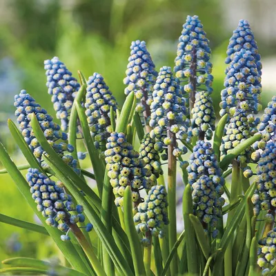 Zdjęcie produktu dla Muscari - Szafirek Saffier 10 szt. Szafirki Cebulki Cebule Szafirków