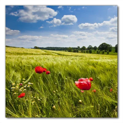 Produktbild von Wallario selbstklebende Möbelfolie/ Tischdecke für Innen und Außen, Größe: 80 x 80 cm - Mohnblumenwiese auf grüner Wiese unter blauem Himmel