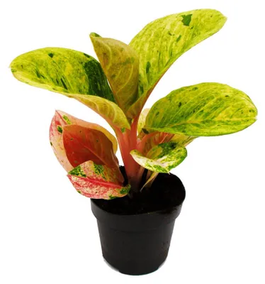 Image de Aglaonema Apple Fantasy - Fils de panicules colorées - Variétés insolites - 12 cm - hauteur environ 25-30 cm