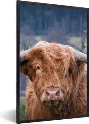 Produktbild von MuchoWow® Gerahmtes Poster Schottischer Highlander - Kuhkopf - Landschaft - Natur - Kuh 40x60 cm - Poster mit Schwarzem Bilderrahmen Wandposter Rahmen Foto Bilder - Papierdruck - Wandbilder