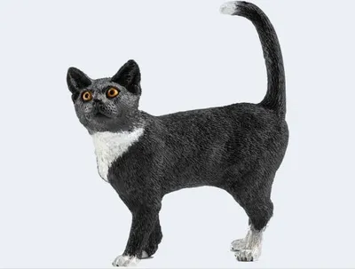 Produktbild von Katze, stehend