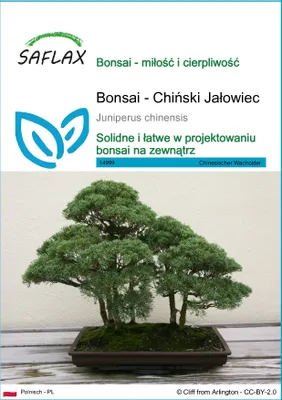 Zdjęcie produktu dla SAFLAX - Bonsai - Chiński Jałowiec - 30 Nasiona - Juniperus chinensis