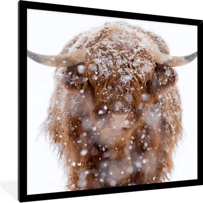Produktbild von MuchoWow® Gerahmtes Poster Schottischer Highlander - Schnee - Porträt 40x40 cm - Poster mit Schwarzem Bilderrahmen Wandposter Rahmen Foto Bilder - Mit Rahmen - Wanddekoration Schlafzimmer