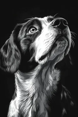 Image de Affiche 20 x 30 cm Portrait d'animaux pour le salon | Beagle 2 | Noir et blanc
