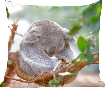Produktbild von MuchoWow® Zierkissen Sofakissen Wohnzimmer Dekokissen 45x45 cm Koala - Zweige - Kinder - Jungen - Mädchen - Schlafpolster - Polster für das Sofa
