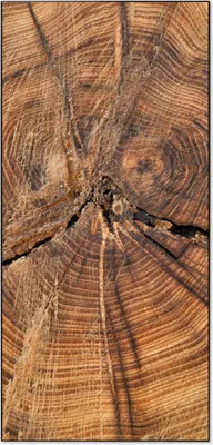 Produktbild von Stahl Magnettafel Hochformat 78x37cm Jahresringe