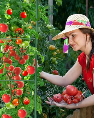 Produktbild von Pflanzenhalter 3-teilig 130 cm grün für Tomaten und Gemüse