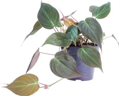 Immagine prodotto di Trendyplants - Philodendron Scandens 'Micans' - Pianta d'appartamento - Altezza 15-35 cm - Dimensioni vaso Ø12cm