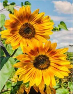 Image de Vikpap RAS20749 - Peinture par numéros, toile 20 × 30 cm - Deux tournesols
