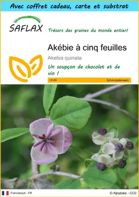 Image de SAFLAX Ensemble-cadeau - Akébie à cinq feuilles - 10 graines - Akebia