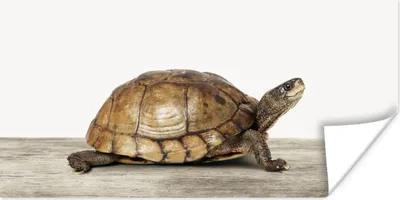 Produktbild von MuchoWow® Poster Schildkröte - Junge - Tiere - Kinder - Mädchen 40x20 cm - Poster für die Wand - Poster Schlafzimmer