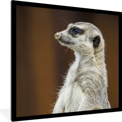 Produktbild von MuchoWow® Gerahmtes Poster Erdmännchen - Tier - Spiel 40x40 cm - Poster mit Schwarzem Bilderrahmen Wandposter Rahmen Foto Bilder - Mit Rahmen - Wanddekoration Schlafzimmer