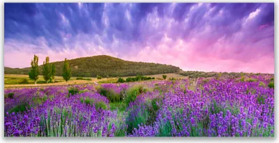 Produktbild von Tulup Leinwand-Bilder 120x60 Wandbild Canvas Kunstdruck Wiese Blumen Gebirge Natur