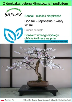Zdjęcie produktu dla SAFLAX - Garden to go - Bonsai - Japońskie Kwiaty Wiśni - 30 Nasiona - Z doniczką, pokrywą klimatyczną i podłożem do uprawy - Prunus serulata