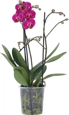 Image de Orchidée papillon - Phalaenopsis Multiflora - Hauteur 35-45cm - ⌀12cm
