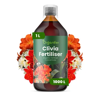 Zdjęcie produktu dla Clivia Nawóz Płynny 1 L – 3-4-3 NPK – Do Kvitnúce Rośliny – Do Zdrowe Listy i Bujne Kwiaty – Podporuje Korzenie i Vitalitu – Organifer