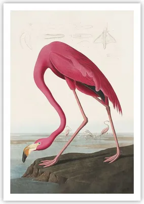 Produktbild von Poster - Poster ohne Rahmen - Flamingo Vogel Exotik - 70x100 cm - Wand Bild - Wanddeko - Wandbilder - Kunstposter - Wandposter - Bilder - Kunstdruck - Wanddekoration - Wandbild - P2XPA70x100-5137