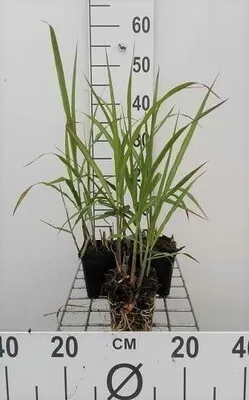 Obrázok produktu pre 6 x Miscanthus giganteus (florid./japon.) - Obrovská tráva - kvetináč 9 x 9 cm