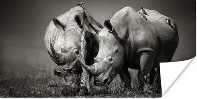 Produktbild von MuchoWow® Poster Nashorn - Vogel - Tiere - Landschaft - Schwarz und weiß 150x75 cm - ohne Rahmen