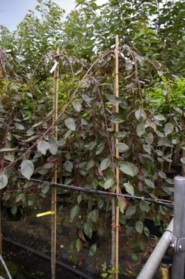 Produktbild von Malus Royal Beauty Stamm - Zierapfel - 120cm